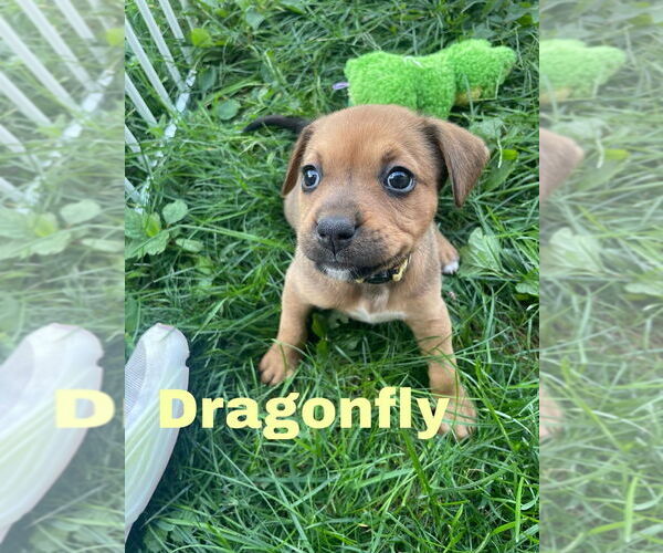 Medium Photo #1 Bullboxer Pit Puppy For Sale in Evansville, IN, USA