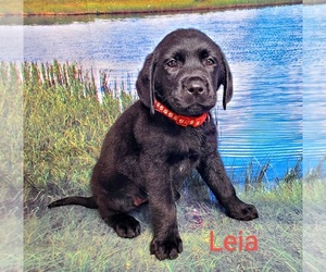 Labrador Retriever Puppy for Sale in CATO, New York USA