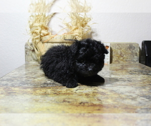 Pomeranian-Poodle (Toy) Mix Puppy for sale in EVART, MI, USA