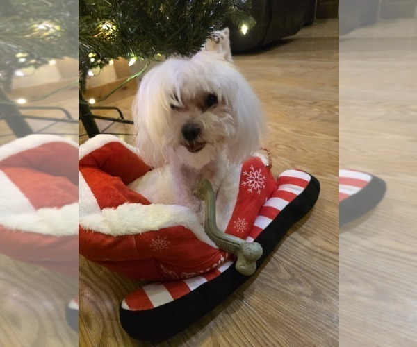 Medium Photo #1 Maltese Puppy For Sale in GRANGEVILLE, ID, USA