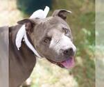 Small American Staffordshire Terrier Mix