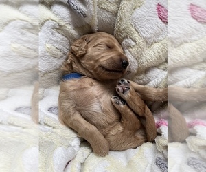 Goldendoodle Puppy for sale in LA CENTER, WA, USA