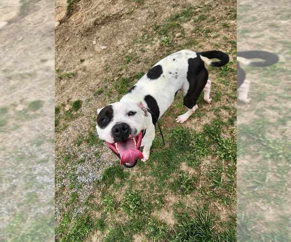 Medium Photo #8 American Bulldog Puppy For Sale in garner, NC, USA