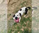 Small #7 American Bulldog
