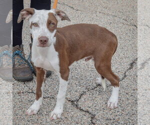 Zorro - Male American Staffordshire Terrier-Red Heeler Mix Dog for Adoption - Photo #4