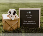 Small Photo #8 Bernedoodle Puppy For Sale in NORTH PLATTE, NE, USA