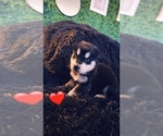 Small Photo #45 Alaskan Malamute Puppy For Sale in MIDWEST CITY, OK, USA