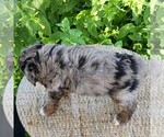 Small #6 F2 Aussiedoodle