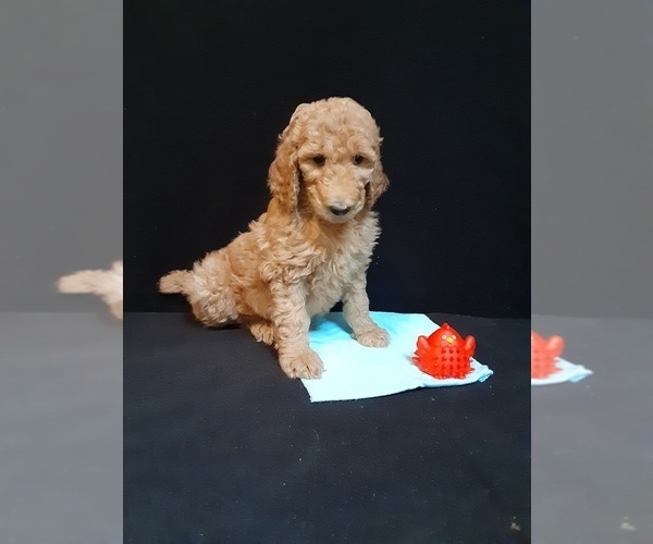 Medium Photo #5 Poodle (Standard) Puppy For Sale in WAUSAUKEE, WI, USA
