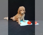 Small Photo #5 Poodle (Standard) Puppy For Sale in WAUSAUKEE, WI, USA