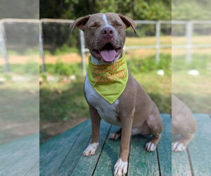 American Pit Bull Terrier-American Staffordshire Terrier Mix Dogs for adoption in Calhoun, GA, USA