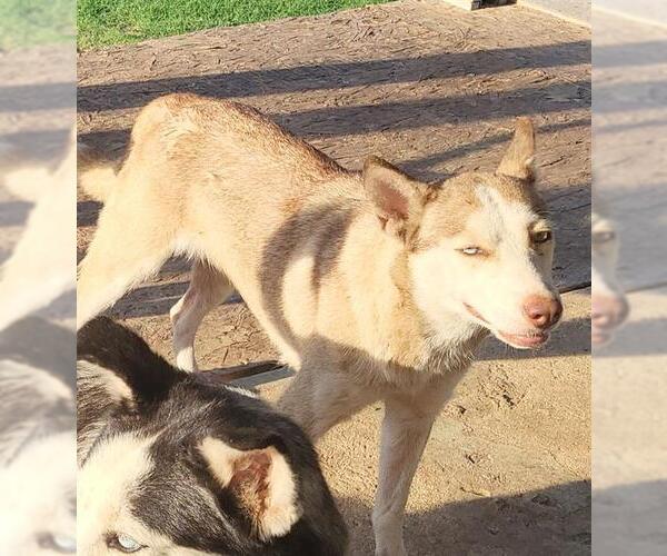 Medium Photo #1 Huskies -Unknown Mix Puppy For Sale in San Antonio, TX, USA