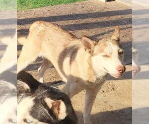 Huskies -Unknown Mix Dogs for adoption in San Antonio, TX, USA