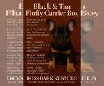 Small French Bulldog