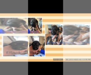 German Shepherd Dog-Sharberian Husky Mix Puppy for sale in SAINT MARYS, OH, USA