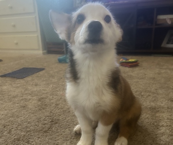 Medium Photo #1 Australian Shepherd-Pembroke Welsh Corgi Mix Puppy For Sale in LANCASTER, CA, USA