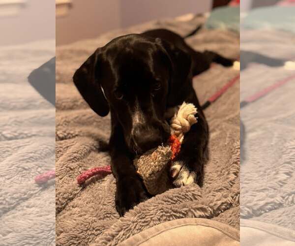 Medium Photo #1 Mutt Puppy For Sale in Uwchlan, PA, USA