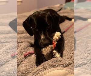 Mutt Dogs for adoption in Uwchlan, PA, USA