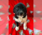 Small #1 Great Pyrenees Mix