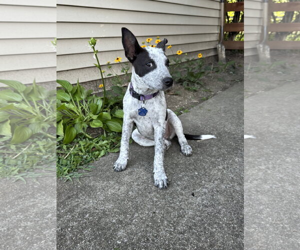 Medium Photo #1 Mutt Puppy For Sale in Garden City, NY, USA