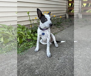 Mutt Dogs for adoption in Garden City, NY, USA