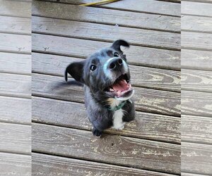 Border Collie-Unknown Mix Dogs for adoption in Spotsylvania, VA, USA
