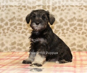 Schnauzer (Miniature) Puppy for sale in DENVER, PA, USA