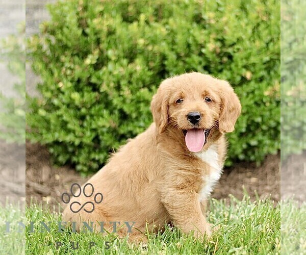 Medium Photo #4 Miniature Labradoodle Puppy For Sale in STRASBURG, PA, USA