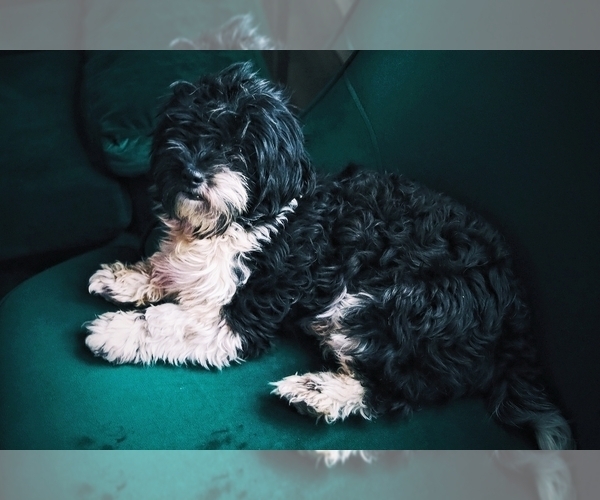 Medium Photo #1 Cheenese Puppy For Sale in ELKINS, AR, USA