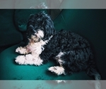 Small Photo #1 Cheenese Puppy For Sale in ELKINS, AR, USA