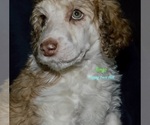 Puppy Tango Poodle (Standard)