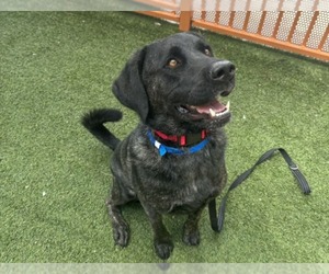 Labrador Retriever-Unknown Mix Dogs for adoption in Las Vegas, NV, USA