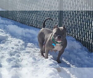 Staffordshire Bull Terrier Dogs for adoption in Springfield, MA, USA