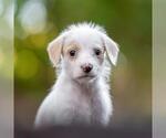 Small Poodle (Miniature) Mix