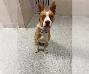 Siberian Husky-Unknown Mix Dogs for adoption in Conroe, TX, USA