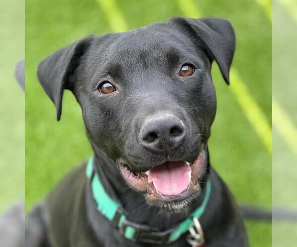 Medium Photo #5 Labrador Retriever-Unknown Mix Puppy For Sale in San Diego, CA, USA