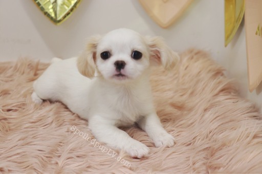 Medium Photo #4 Peke-A-Poo Puppy For Sale in LAS VEGAS, NV, USA