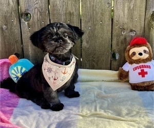 Shih Tzu Puppy for sale in VANCOUVER, WA, USA