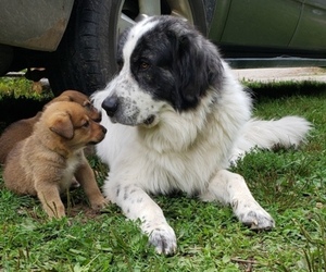 Father of the Beauceron-Great Pyrenees Mix puppies born on 07/04/2019