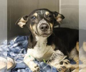 Mutt Dogs for adoption in San Antonio, TX, USA
