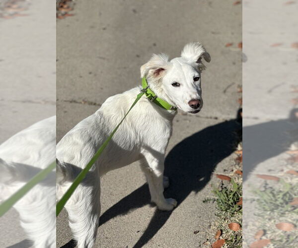Medium Photo #6 Mutt Puppy For Sale in San Diego, CA, USA