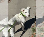 Small #5 Mutt