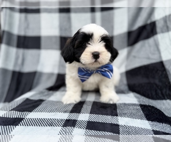 Medium Photo #5 Zuchon Puppy For Sale in LAKELAND, FL, USA
