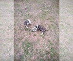 Small Photo #19 Bulldog Puppy For Sale in TUNNEL HILL, GA, USA
