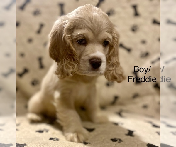 Medium Photo #6 Cocker Spaniel Puppy For Sale in SUMTER, SC, USA