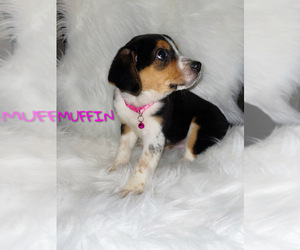 Beagle Puppy for sale in NOVI, MI, USA