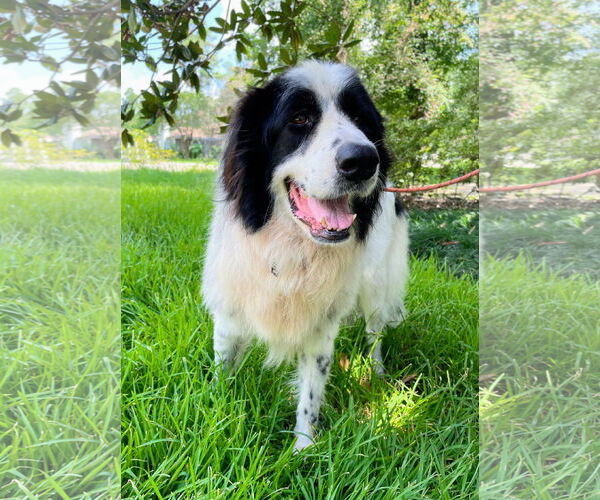 Medium Photo #8 Great Pyrenees-Unknown Mix Puppy For Sale in Spring, TX, USA