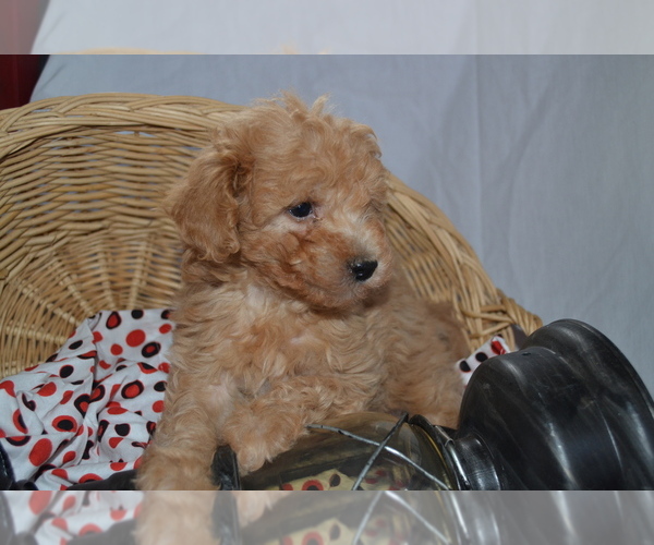 Medium Photo #6 Cavapoo (Miniature)-Poodle (Toy) Mix Puppy For Sale in GREENWOOD, WI, USA