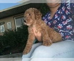 Small #1 Goldendoodle