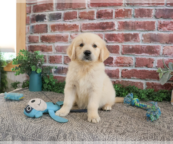 Medium Photo #4 Golden Retriever Puppy For Sale in SYRACUSE, IN, USA